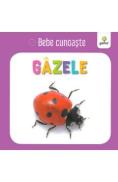 Gazele - Bebe cunoaste - -